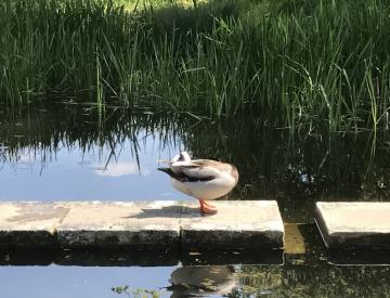 2 Pause im Garten auf der Freundschaftsinsel