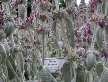 3 Sommer auf der Freundschaftsinsel