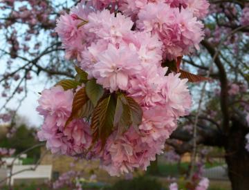 12 Frühling auf der Freundschaftsinsel